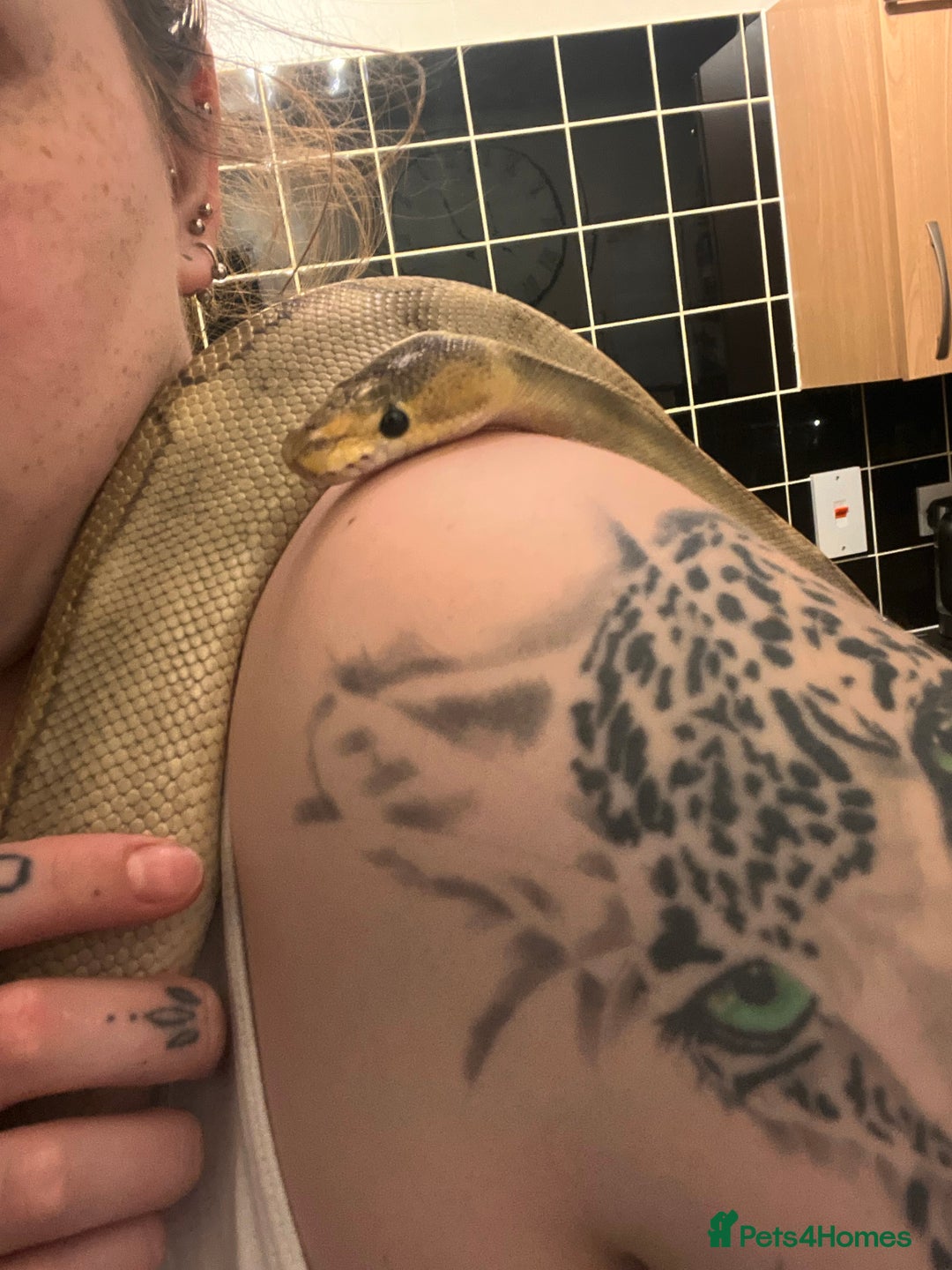 Snake reptiles for sale: Champagne ball python morph - Image 3