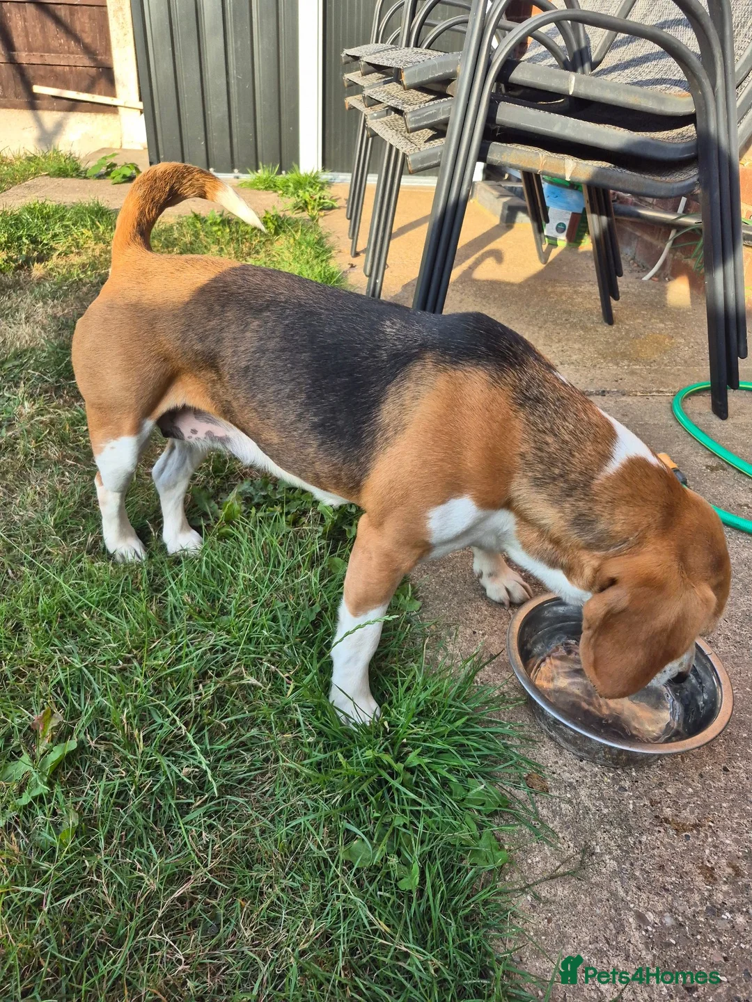 Beagle dogs for sale: 6 year old female begal  in Newark - Advert 2