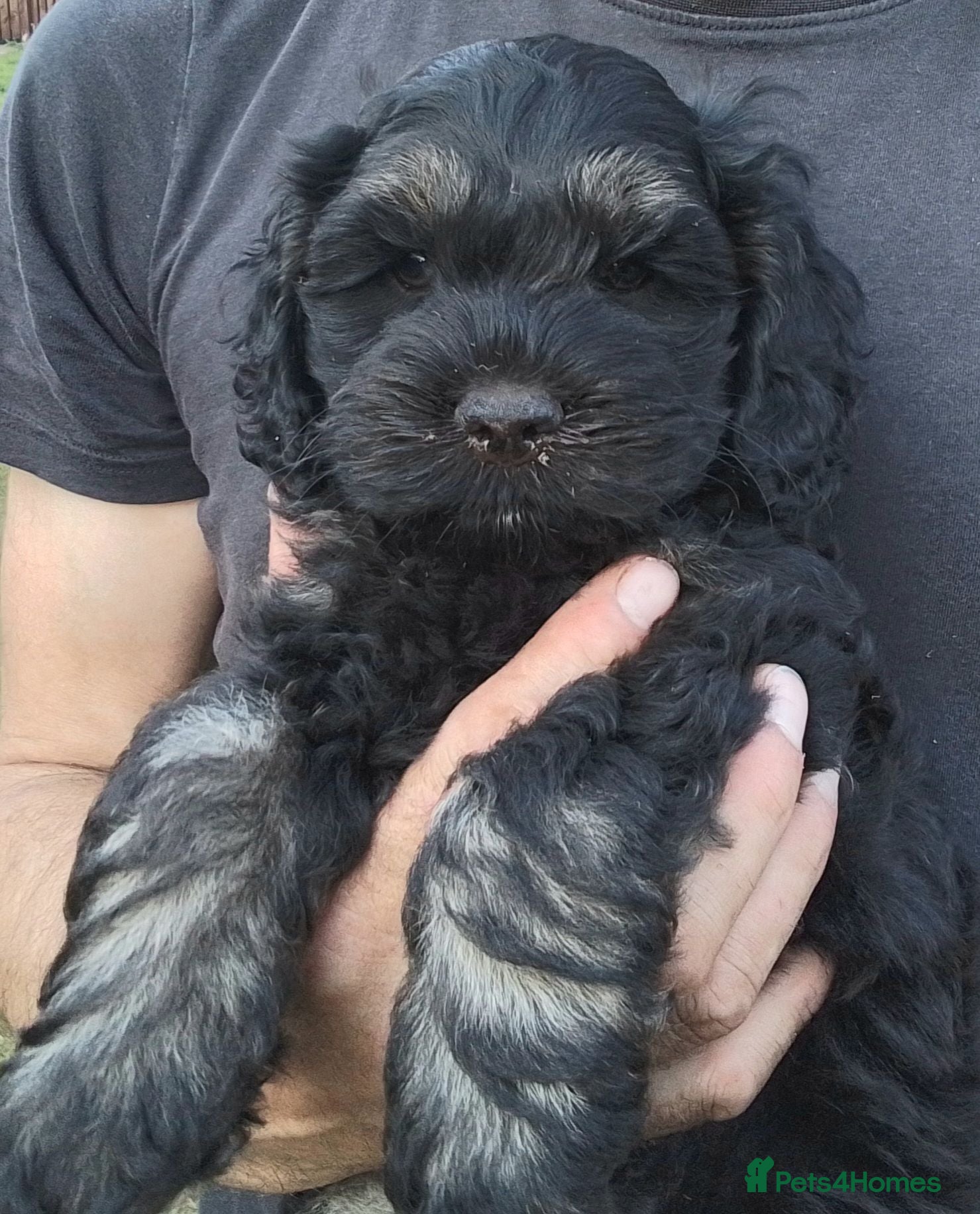 American Cocker Spaniel dogs ADORABLE YANKEE DOODLES  - Advert 3