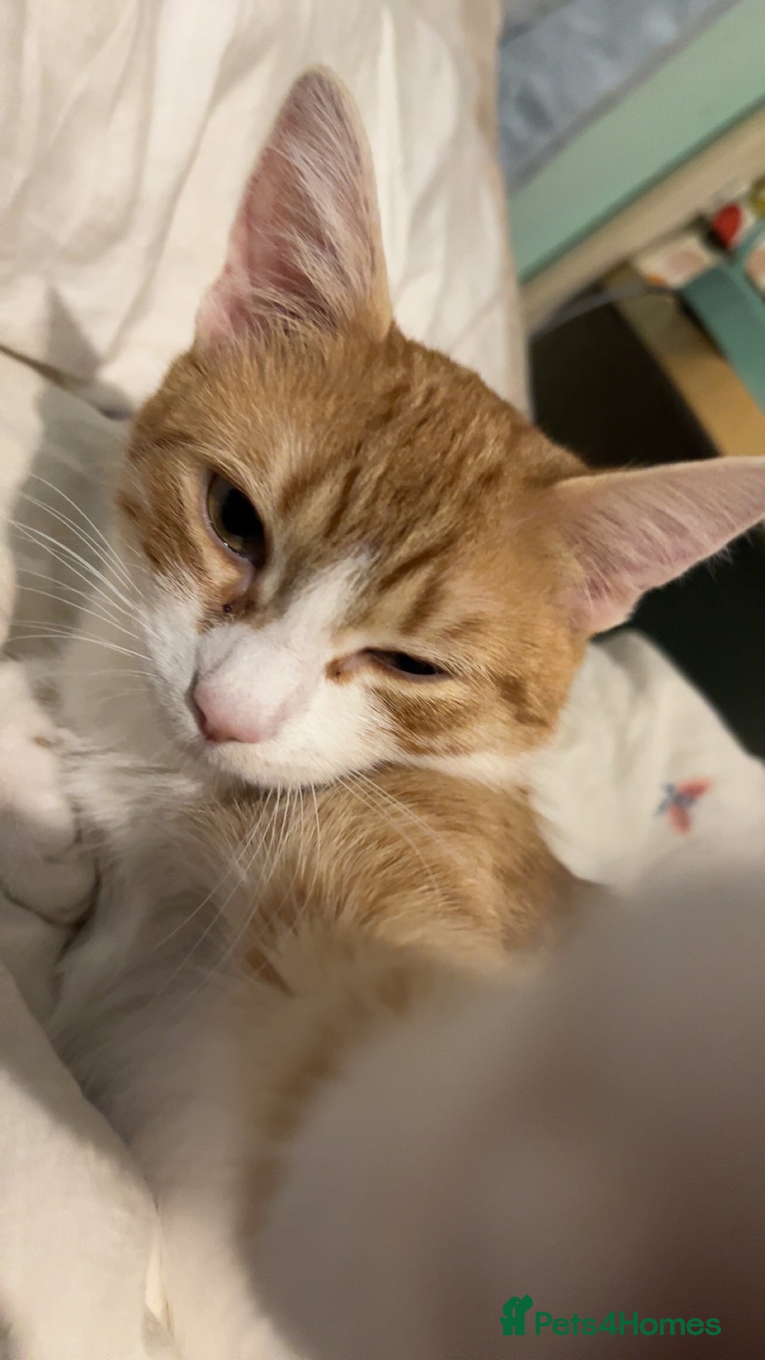 British Shorthair cats for sale: 1 year old ginger and white tortoiseshell cat - Image 3