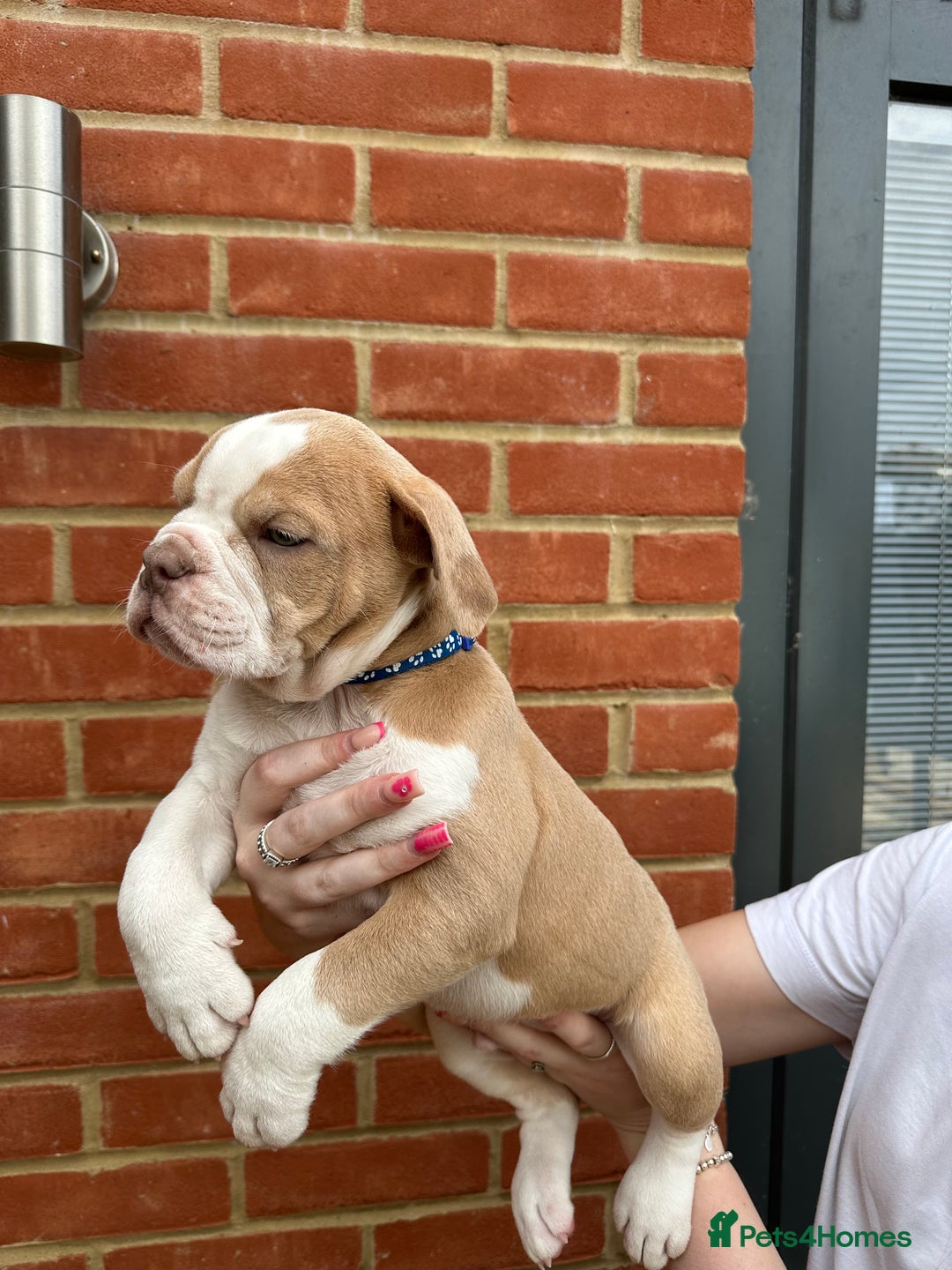 Olde English Bulldogge dogs for sale: OLDE ENGLISH BULLDOGGE PUPPIES in Epping - Image 17