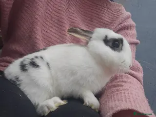 Mixed Breed rabbits English Spot Baby Bunnies - Advert 2