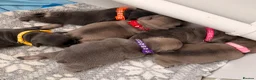 French Bulldog dogs for sale: French Bulldog Puppys - Advert 7