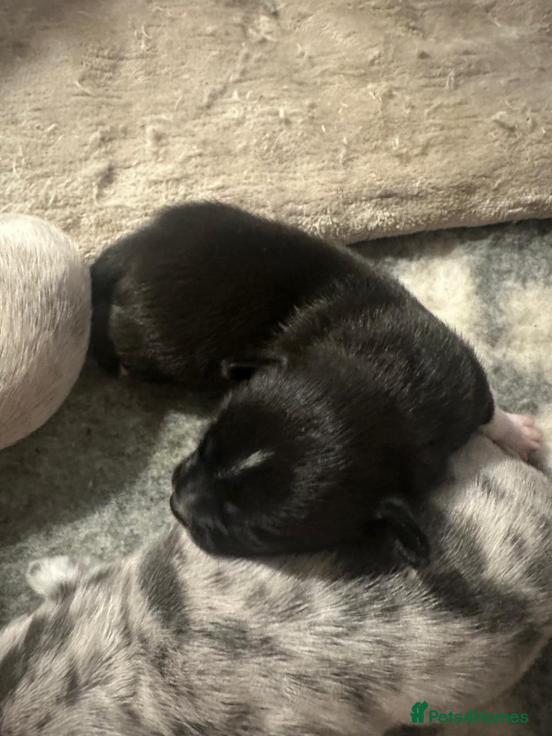 Chihuahua dogs for sale: 4 Stunning Male Apple Head Chihuahua Puppies - Image 12