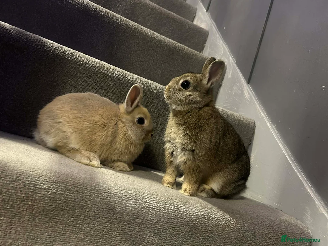 Netherland Dwarf rabbits for sale: Neverland self baby bunnies - Advert 8