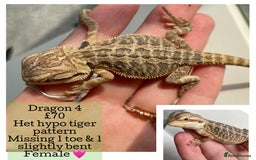 Bearded Dragon reptiles for sale: Hypo Baby Bearded Dragons - Image 14