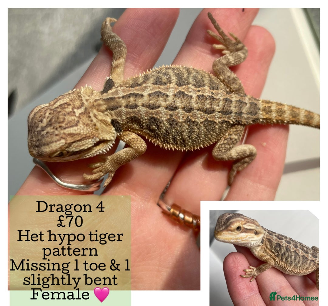 Bearded Dragon reptiles for sale: Hypo Baby Bearded Dragons - Image 14