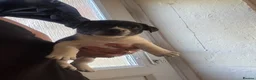 Jack Russell dogs for sale: 8 tradational Jack Russell puppys  - Advert 23