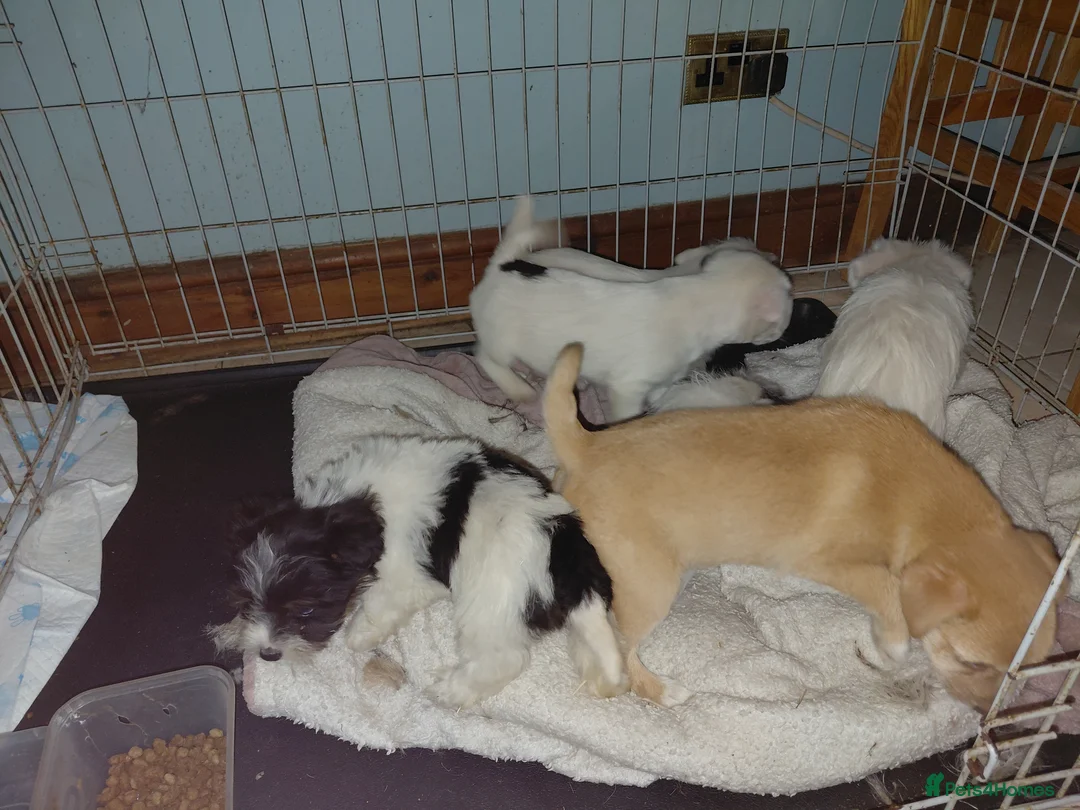 Jack Russell dogs for sale: Jack Russell  in Portsmouth - Advert 7