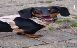 Dachshund dogs for sale: (Rescue) Black and tan dachshund - Image 2