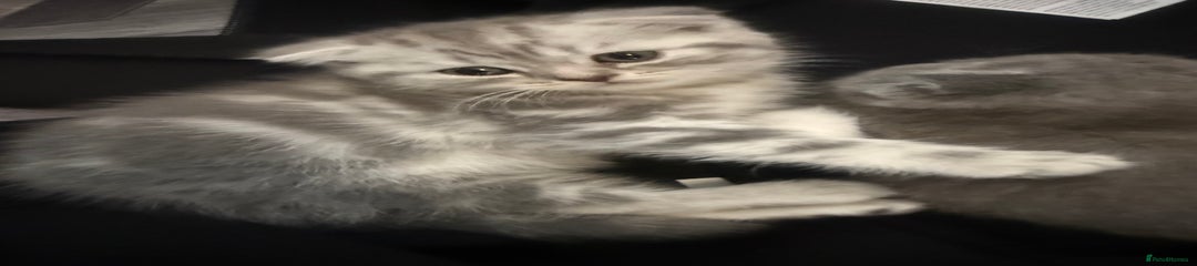 British Shorthair Kitten 1