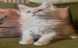 Maine Coon cats for sale: 🔥 TICA Maine coon kittens 🔥  READY NOW 💕💕 - Image 19
