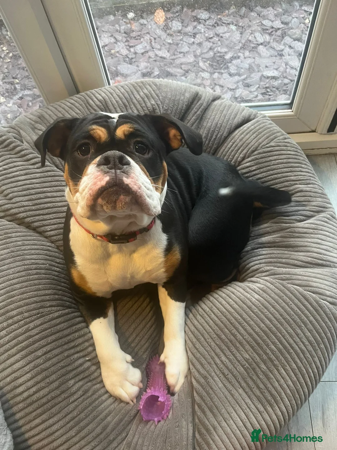 Old Tyme Bulldog dogs for sale: Old tyme bulldog  - Advert 3