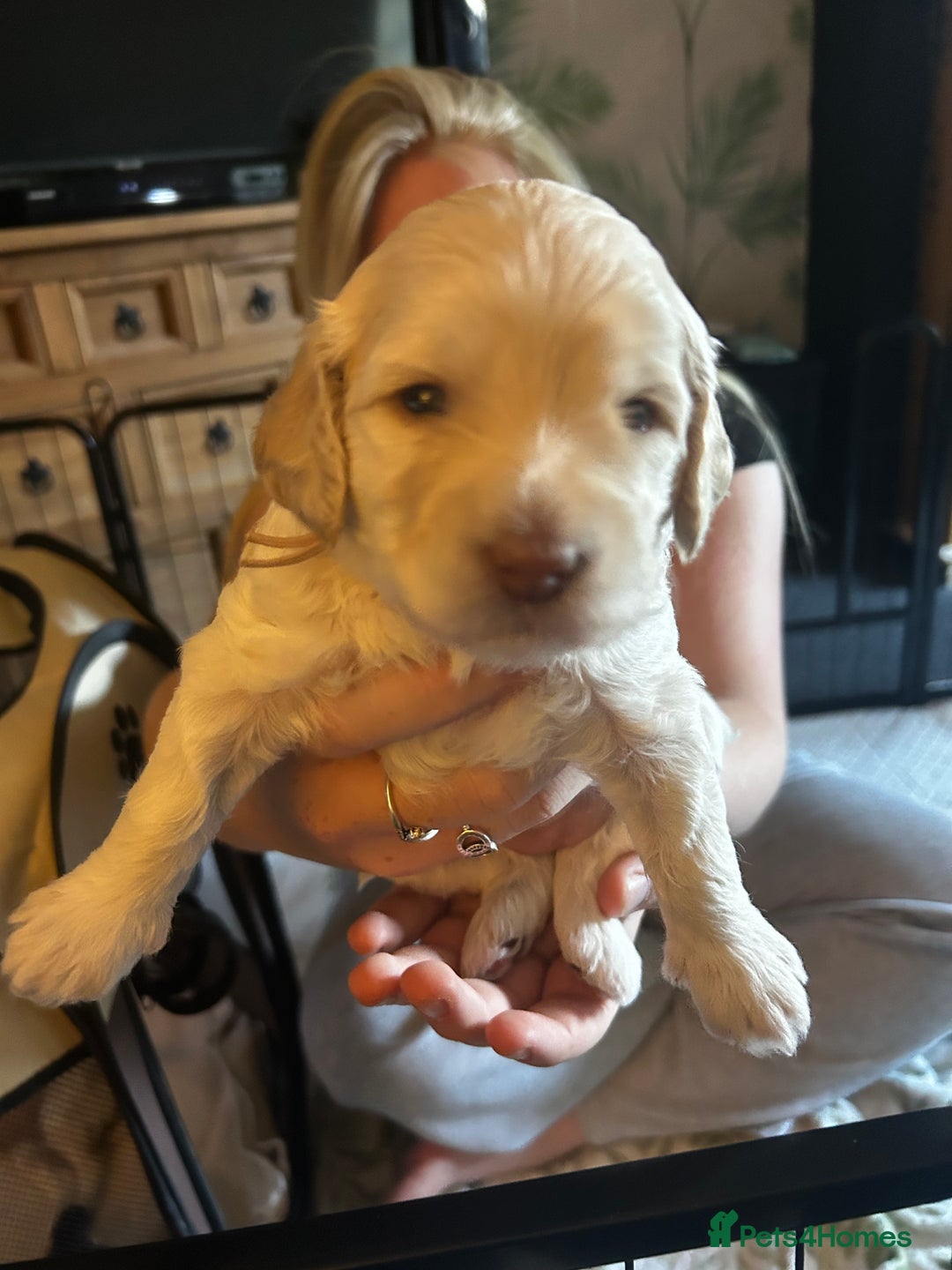 Cavapoo dogs for sale: ✨🌈 Rare Chocolate & Multicoloured Curly Cavapoos - Image 8
