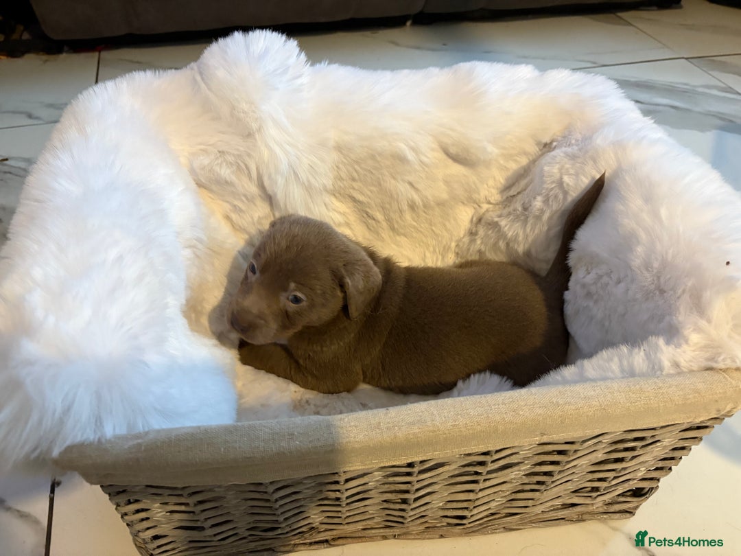 Labrador Retriever dogs for sale: Silver Labrador retriever puppies - Advert 19