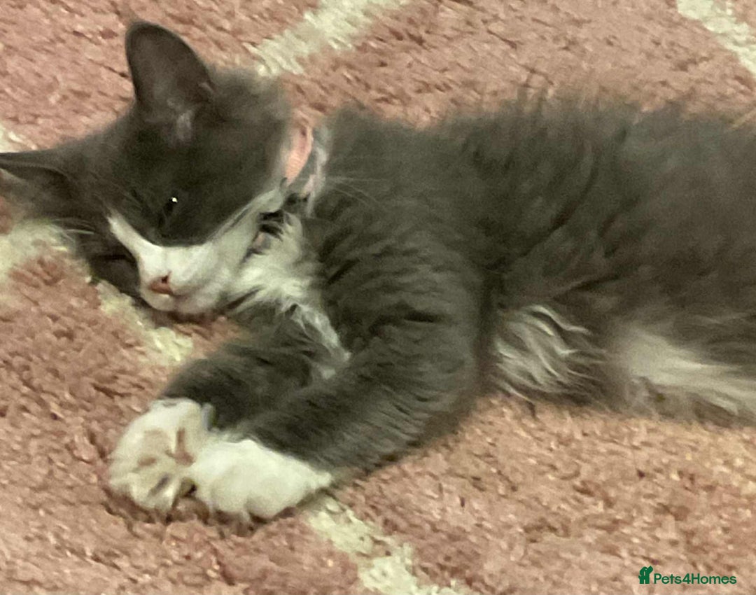 Maine Coon cats for sale: 6 beautiful maine coon kittens - Image 4