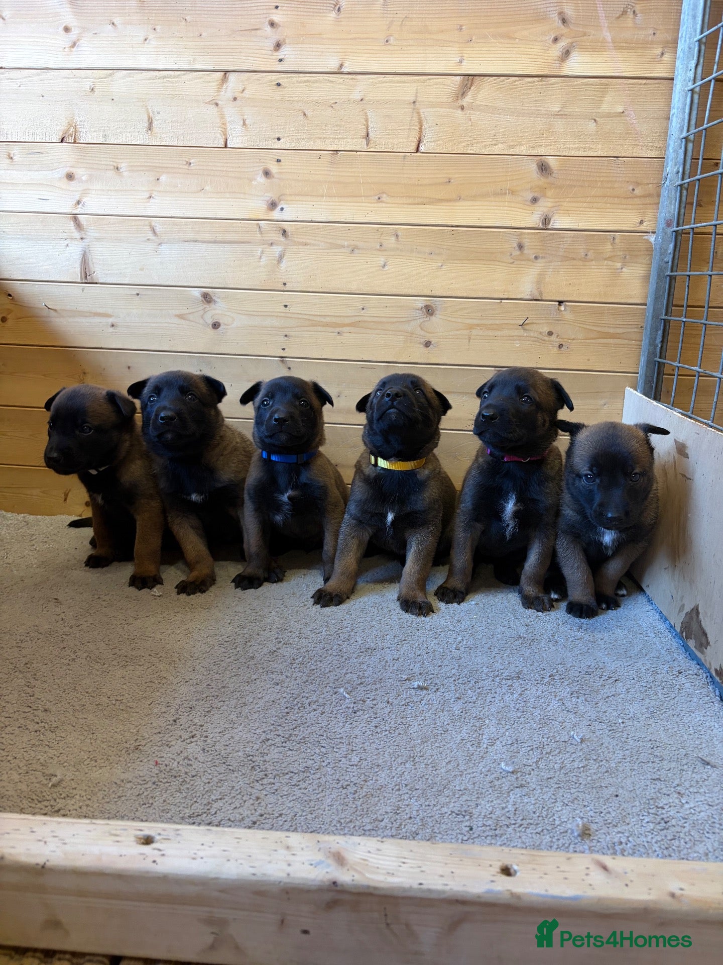 Belgian Shepherd Dog dogs  BELGIAN MALINOIS PUPPIES AVAILABLE - Advert 1