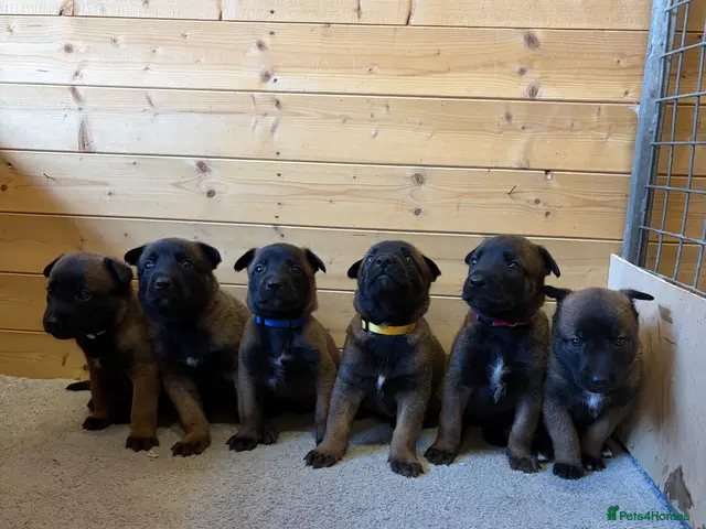 Belgian Shepherd Dog dogs 4 BELGIAN MALINOIS PUPPIES AVAILABLE - Advert 1