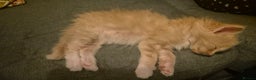 Mixed Breed cats for sale: 5 Beautiful Maine Coon/Ragdoll Kittens  - Advert 23