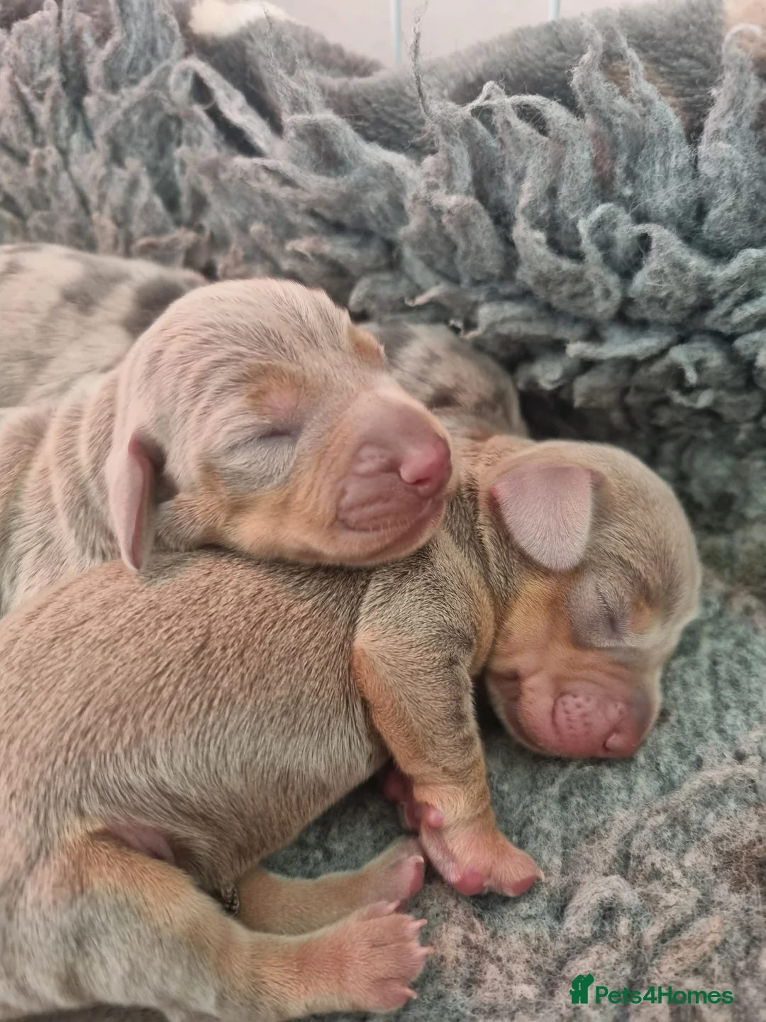 Dachshund dogs for sale: Miniature smooth daschund pups - Advert 2