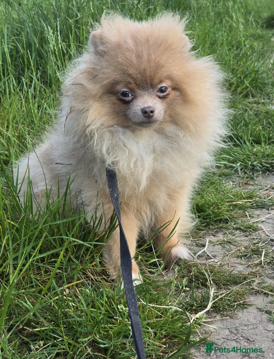 Pomeranian dogs for sale: Lilac with tan points female puppy  - Advert 1