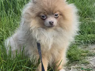 Pomeranian dogs Lilac with tan points female puppy - Advert 8