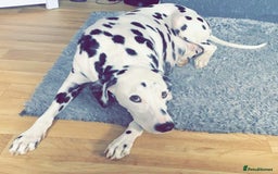 Dalmatian dogs for stud: Handsome Pongo in Denny - Image 5