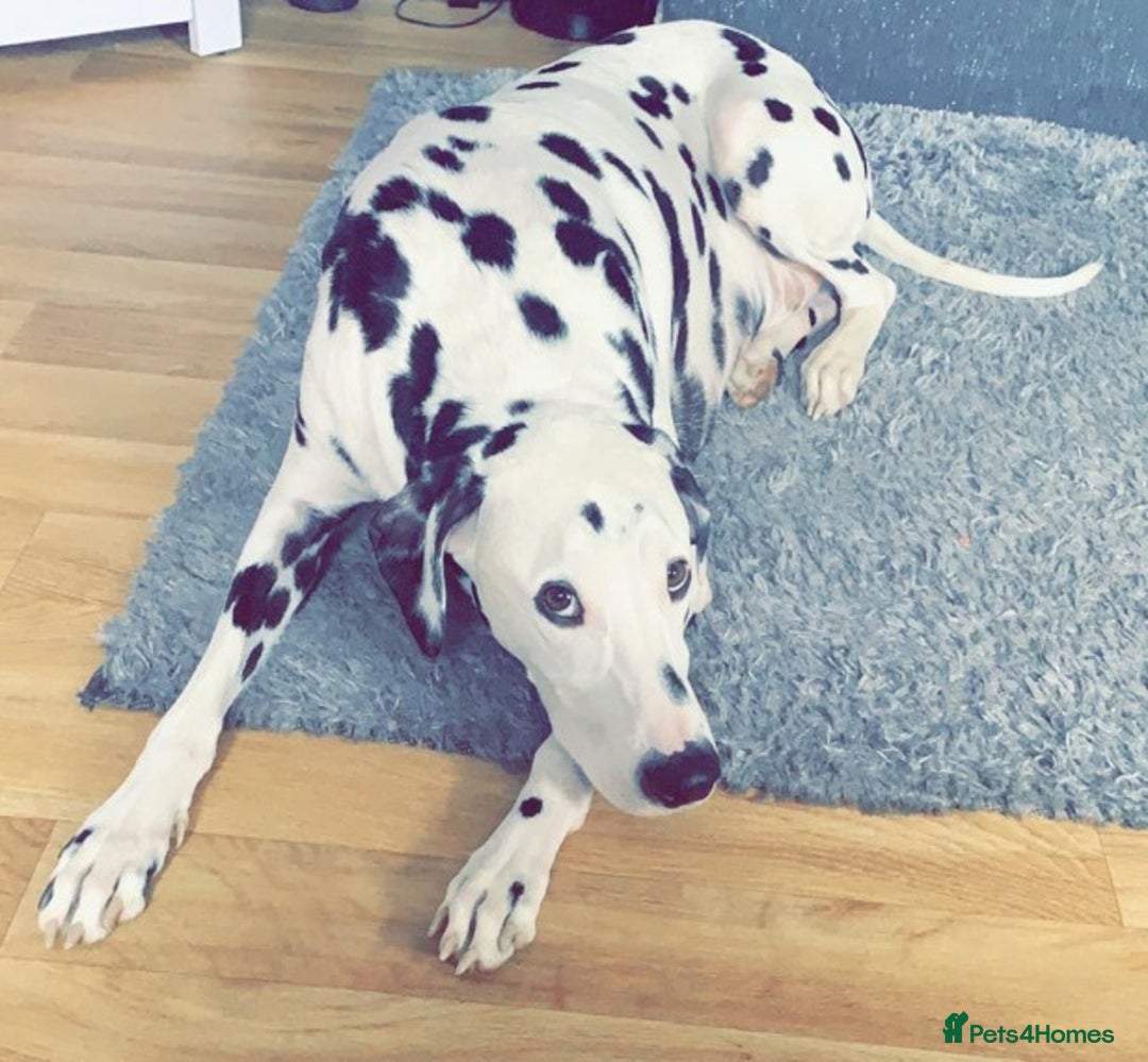 Dalmatian dogs for stud: Handsome Pongo in Denny - Image 5