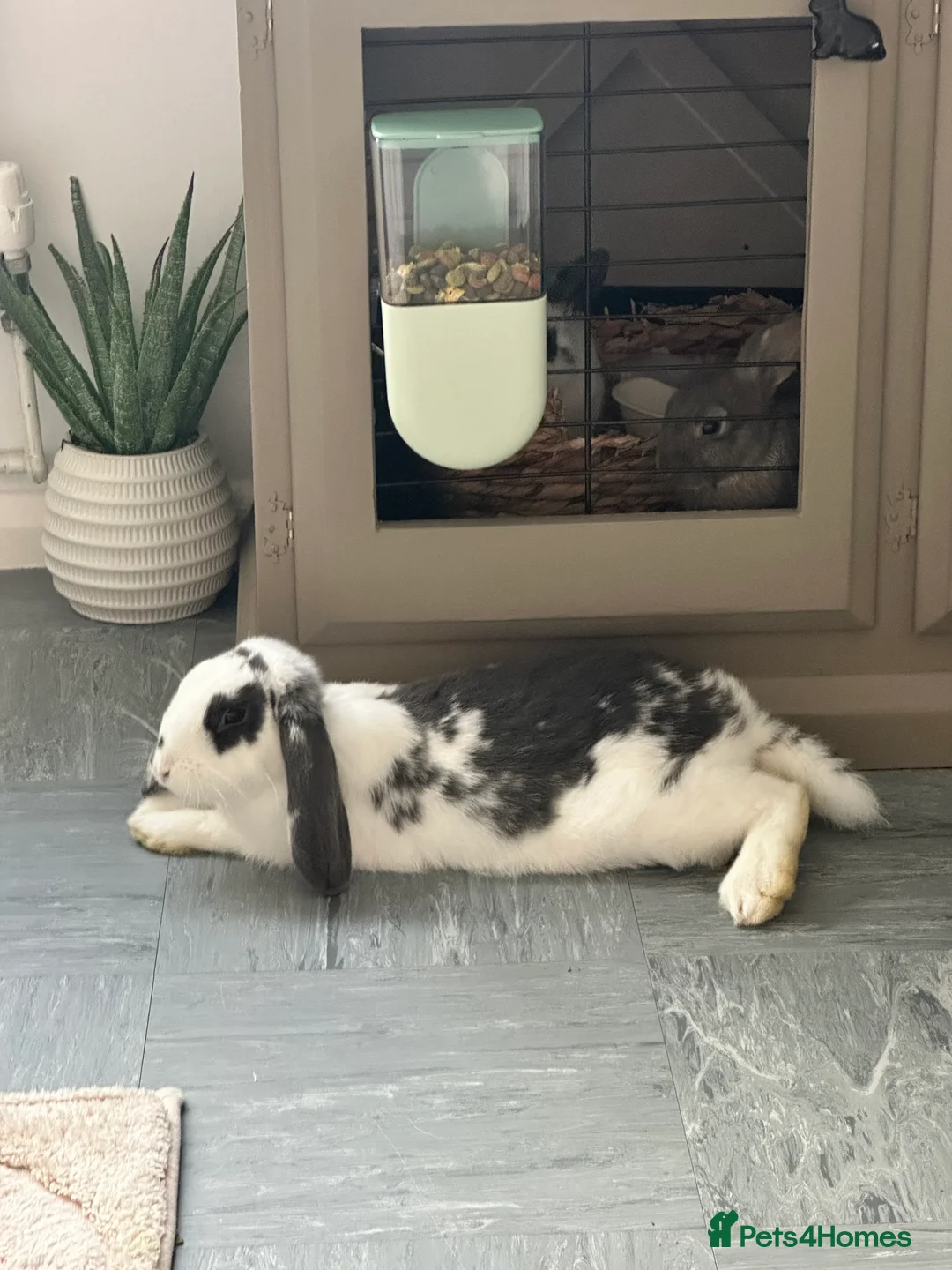 Mini Lop rabbits for sale: FREE Neutered male mini lop - Advert 3