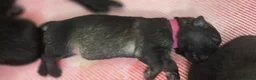 German Shepherd dogs for sale: German Shepherd Puppies in Northwich - Advert 7