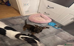 Mixed Breed dogs for sale: 6 Month Old Jack Russell × Dachshund – Remi - Image 3