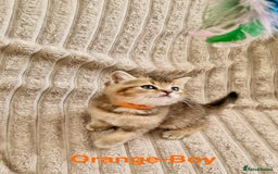 British Shorthair cats for sale: ❣️British shh TICA register Active Champion Line❣️ - Image 10
