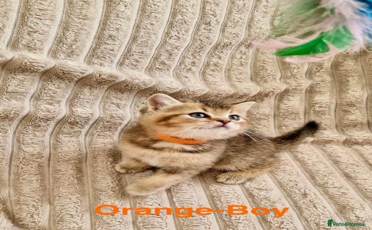 British Shorthair cats - Advert 9