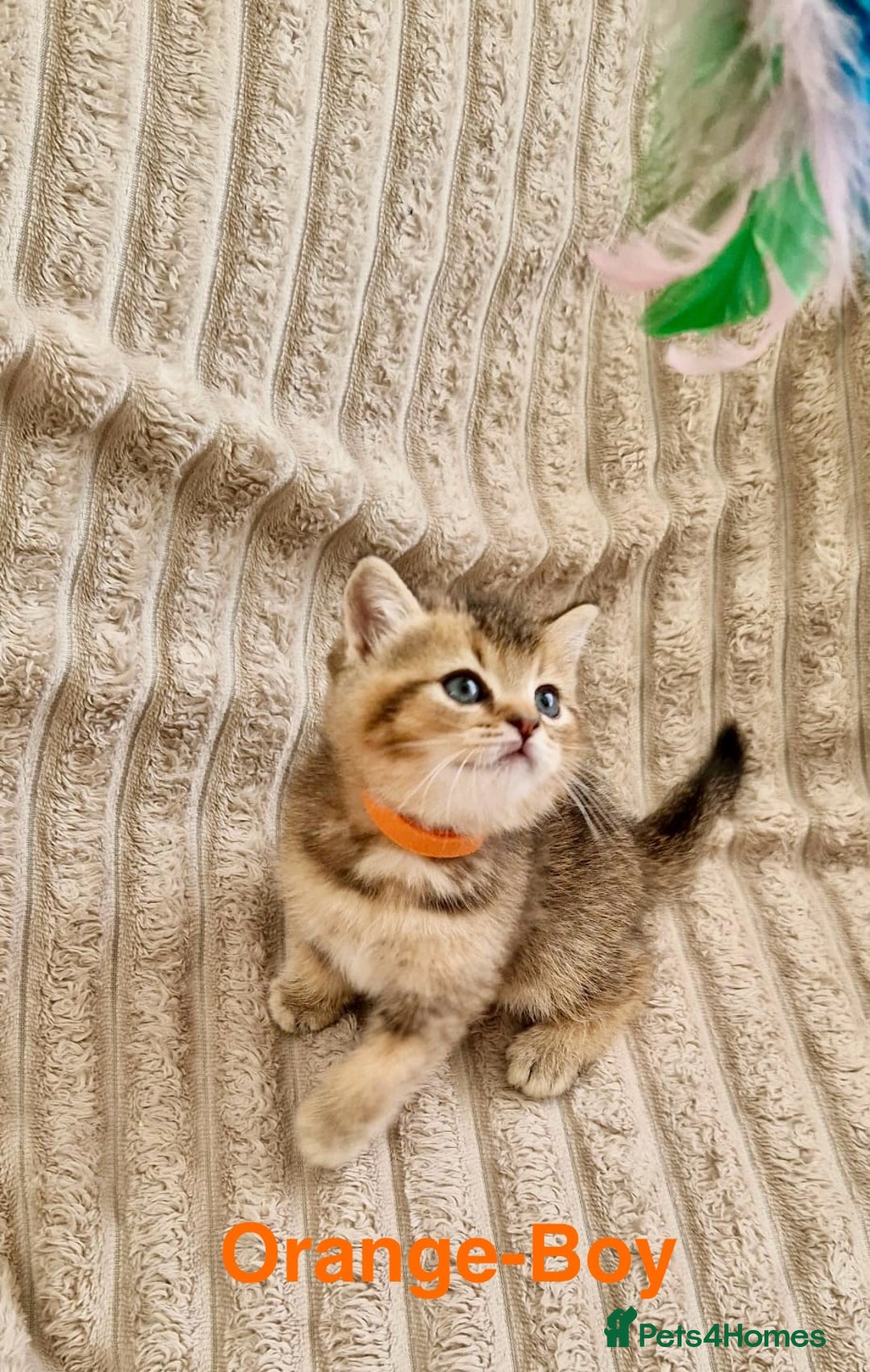 British Shorthair cats for sale: ❣️British shh TICA register Active Champion Line❣️ - Image 10