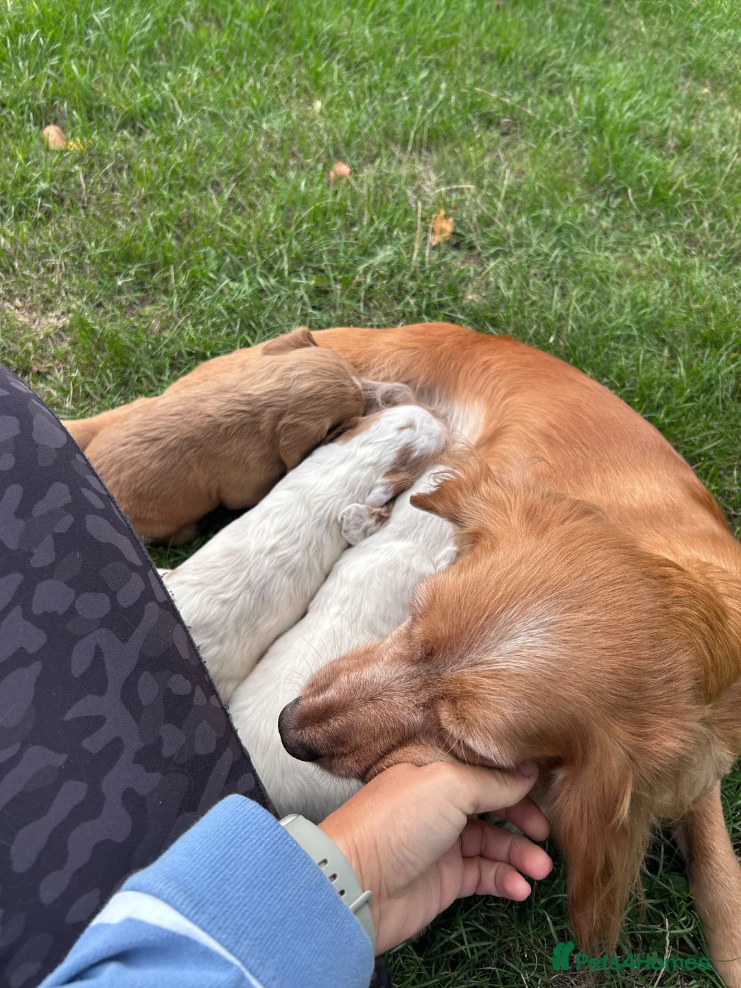 Cocker Spaniel dogs for sale: Working cocker spaniel puppies for sale  - Advert 7