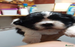 Shih Tzu dogs for sale: Shih Tzu puppies - Image 2