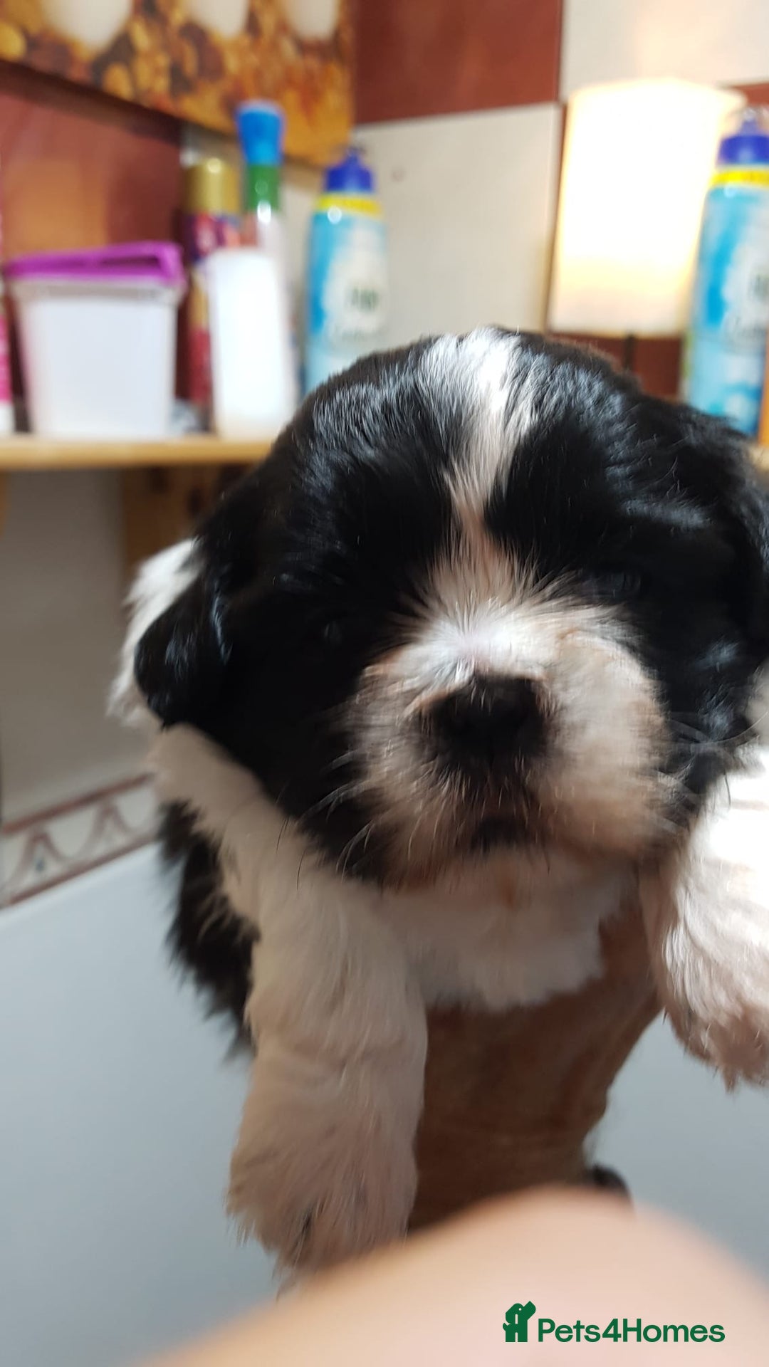Shih Tzu dogs for sale: Shih Tzu puppies - Image 2