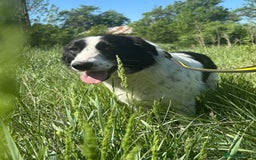 Mixed Breed dogs for adoption: Hope - Norwich Norfolk  - Image 7