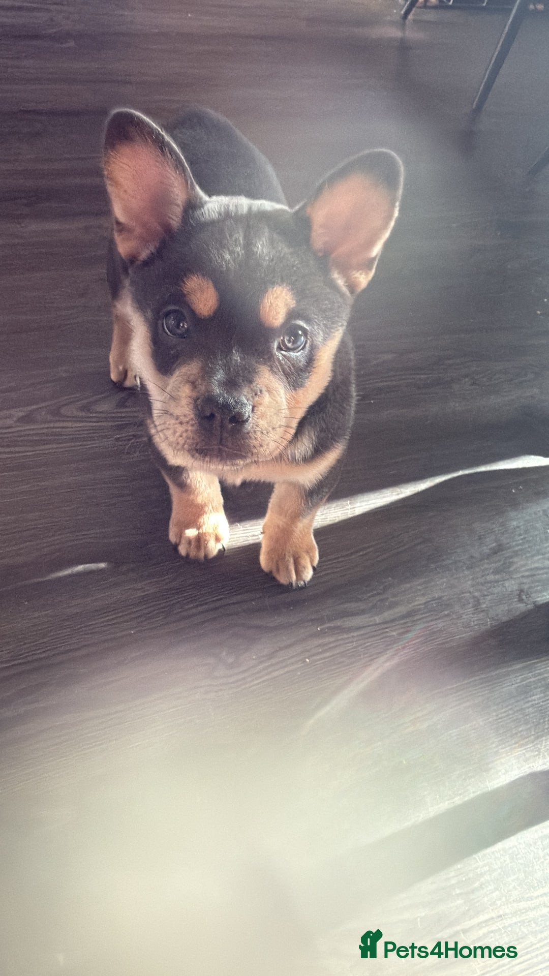 Mixed Breed dogs for sale: Frenchie chow  - Advert 6