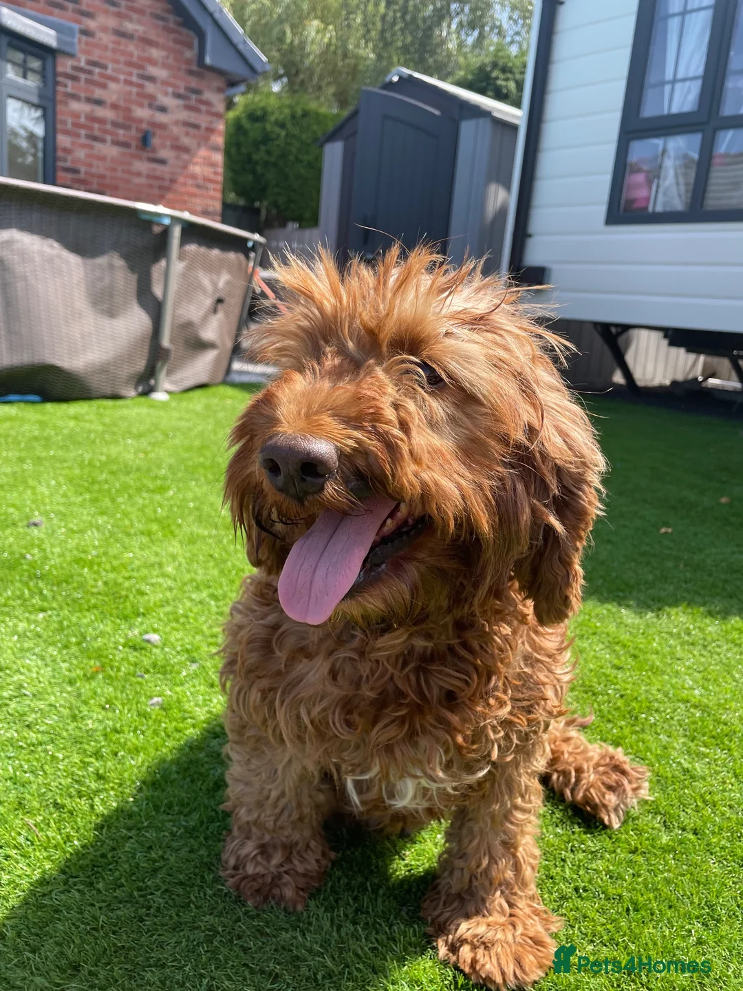 Cockapoo dogs for sale: beautiful cockapoo dog - Advert 7