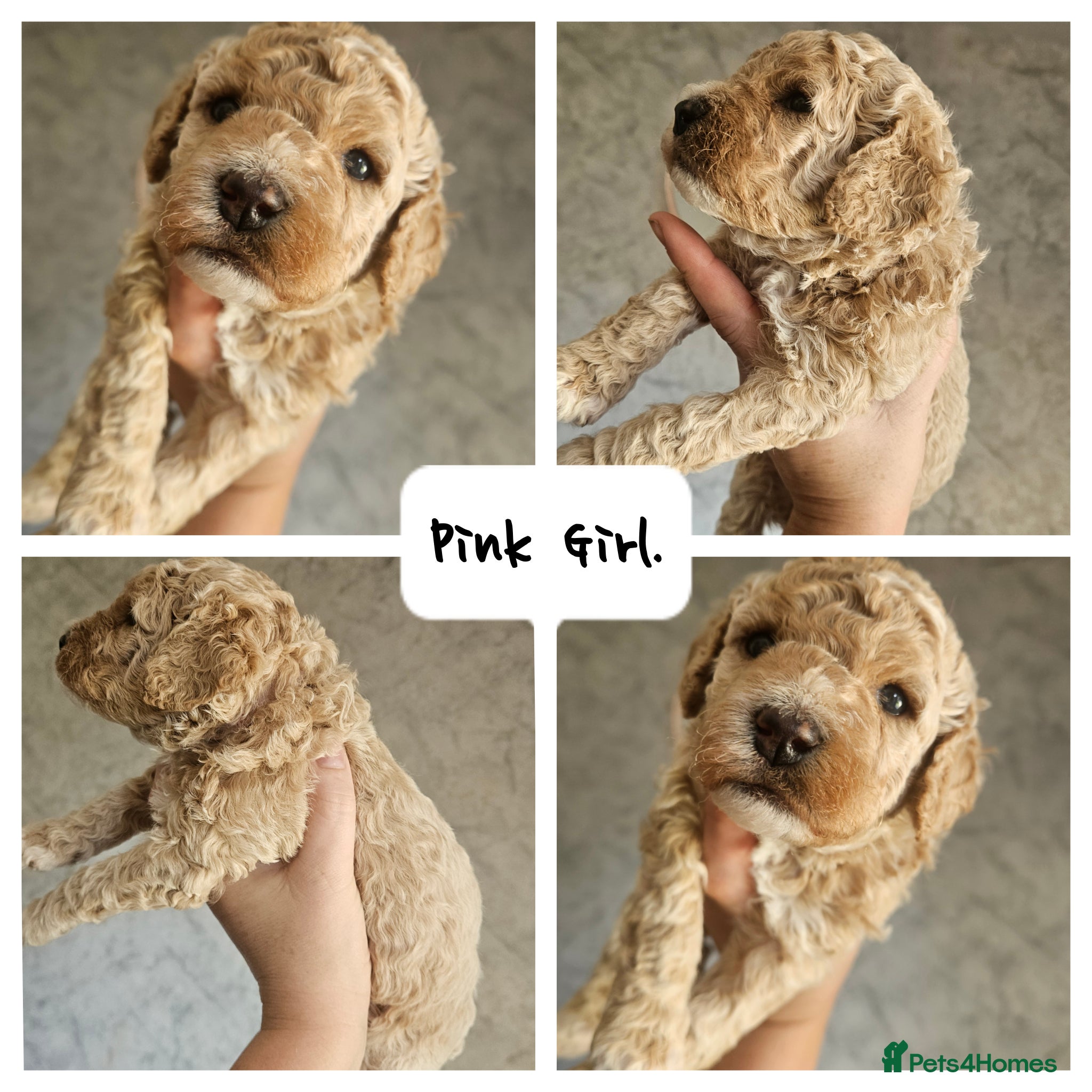 Mini Goldendoodle dogs for sale: 🐾✨ Beautiful Toy Goldendoodle Puppies  ✨🐾 - Advert 7