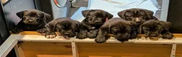 Mixed Breed dogs for sale: Cane Corso X Newfoundland/Labrador Puppies - Advert 1