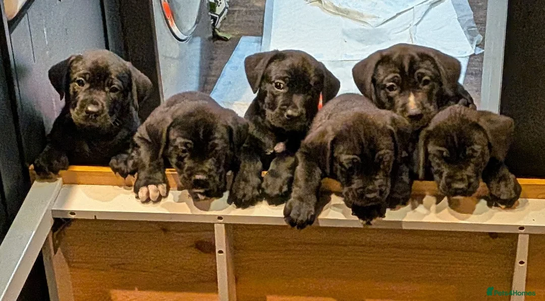 Mixed Breed dogs for sale: Cane Corso X Newfoundland/Labrador Puppies - Advert 1