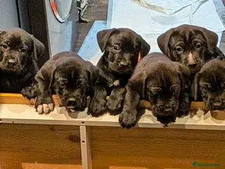 Mixed Breed dogs Cane Corso X Newfoundland/Labrador Puppies - Advert 1