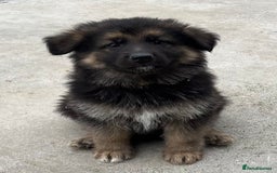 German Shepherd dogs for sale: German shepherd pups - Image 9