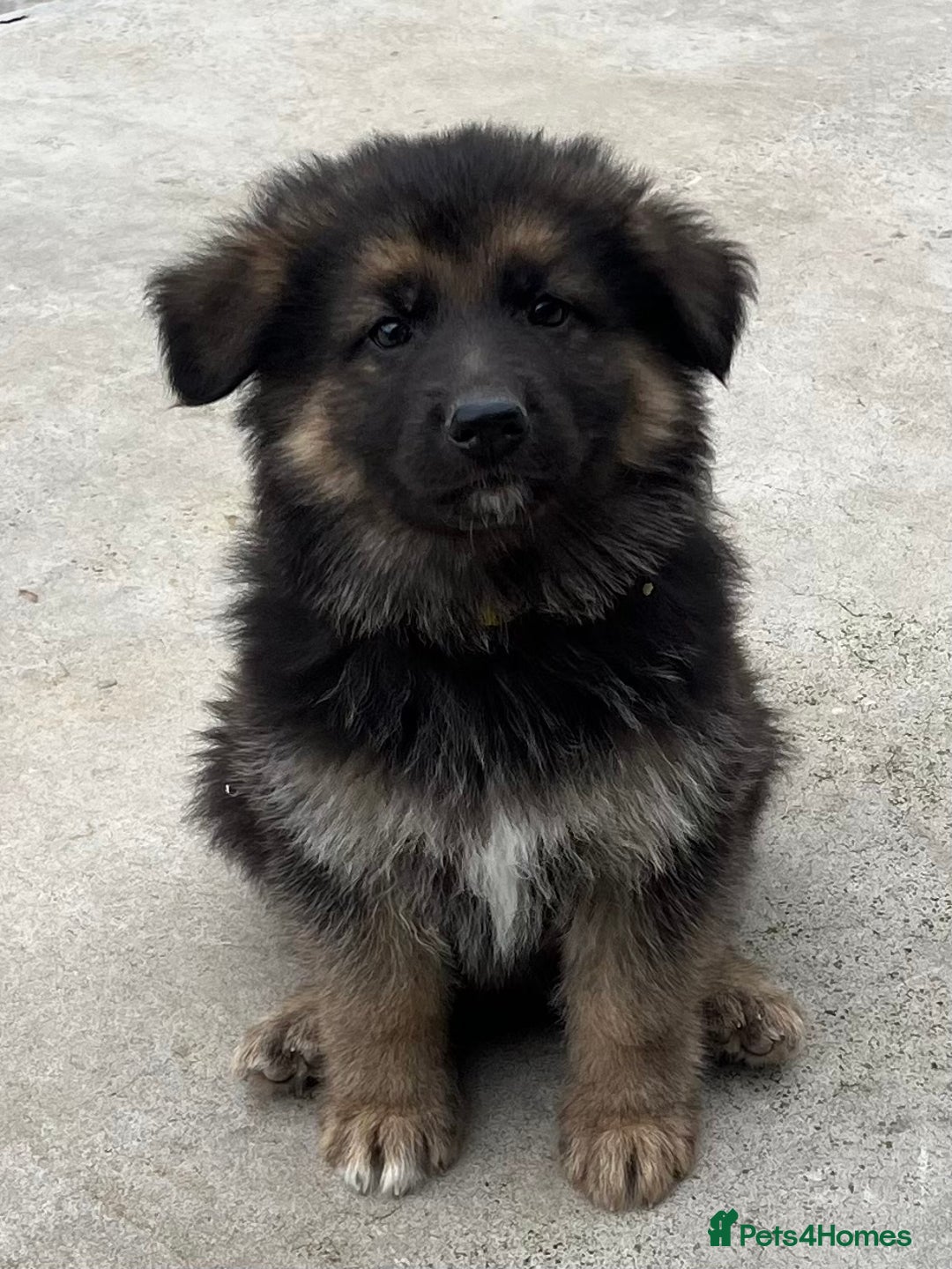 German Shepherd dogs for sale: German shepherd pups - Image 9