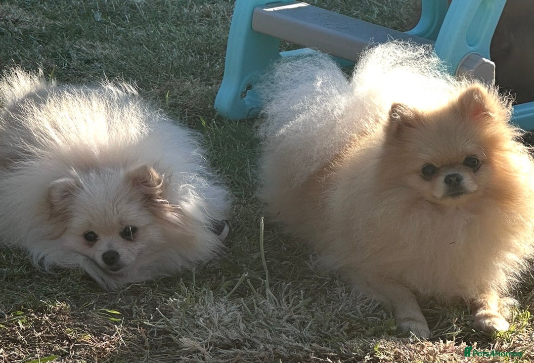 Pomeranian dogs for sale: KC Pomeranian girl - Advert 2