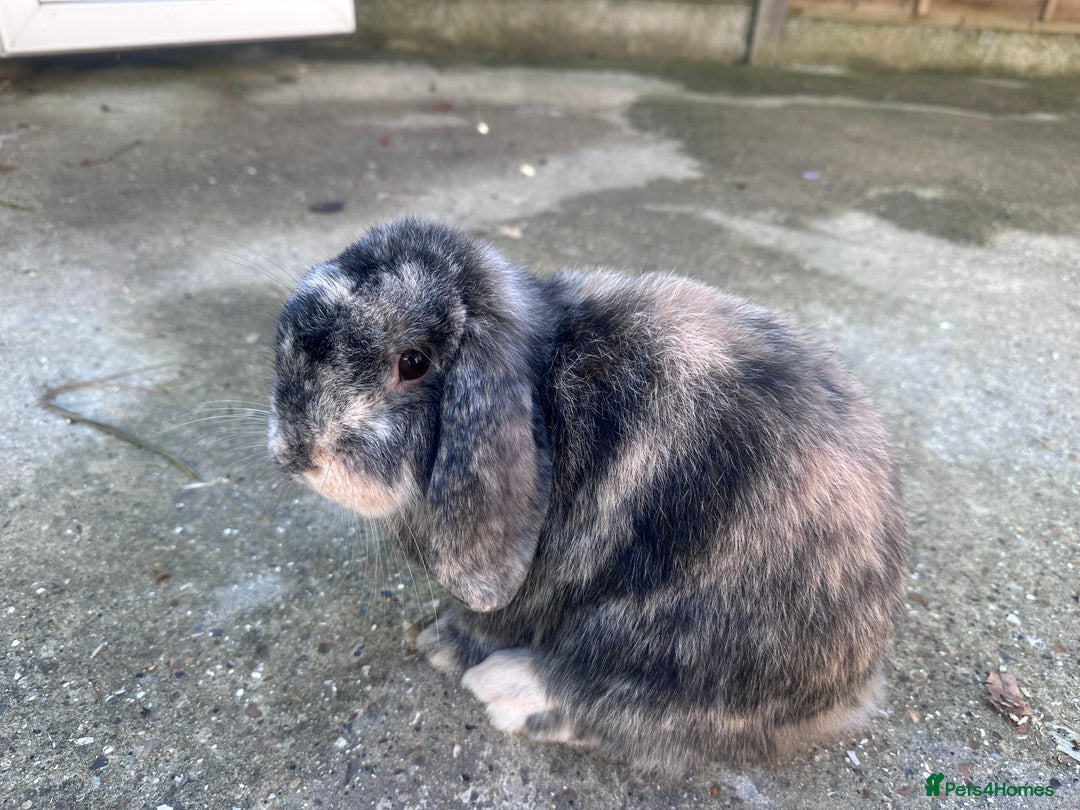 Mini Lop rabbits for sale: Mini lop boys - Image 3
