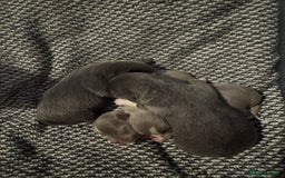 Chihuahua dogs for sale: Chihuahua puppies - Image 5