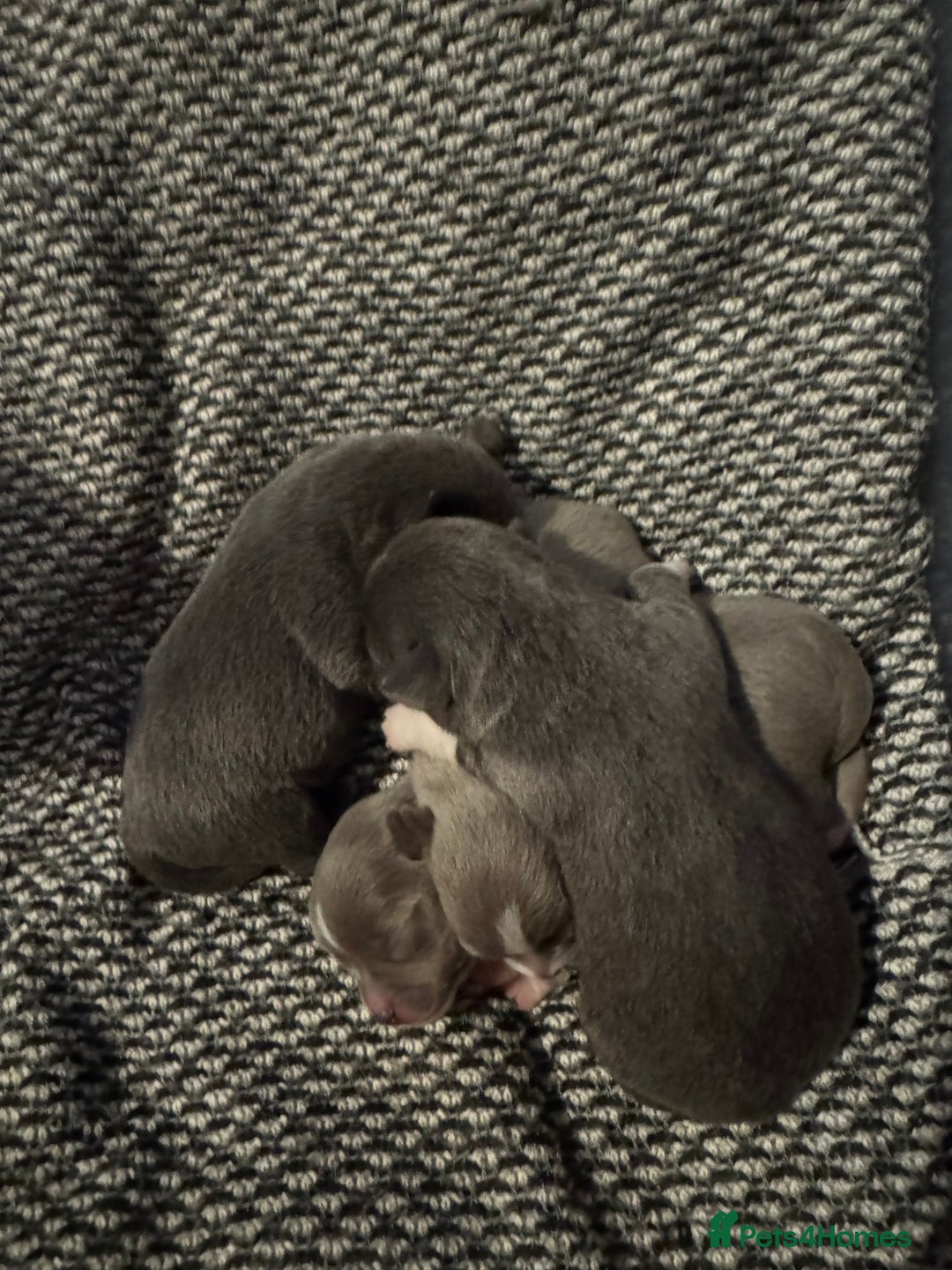 Chihuahua dogs for sale: Chihuahua puppies - Image 5